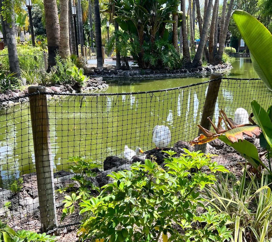 Jungle Island Lagoon