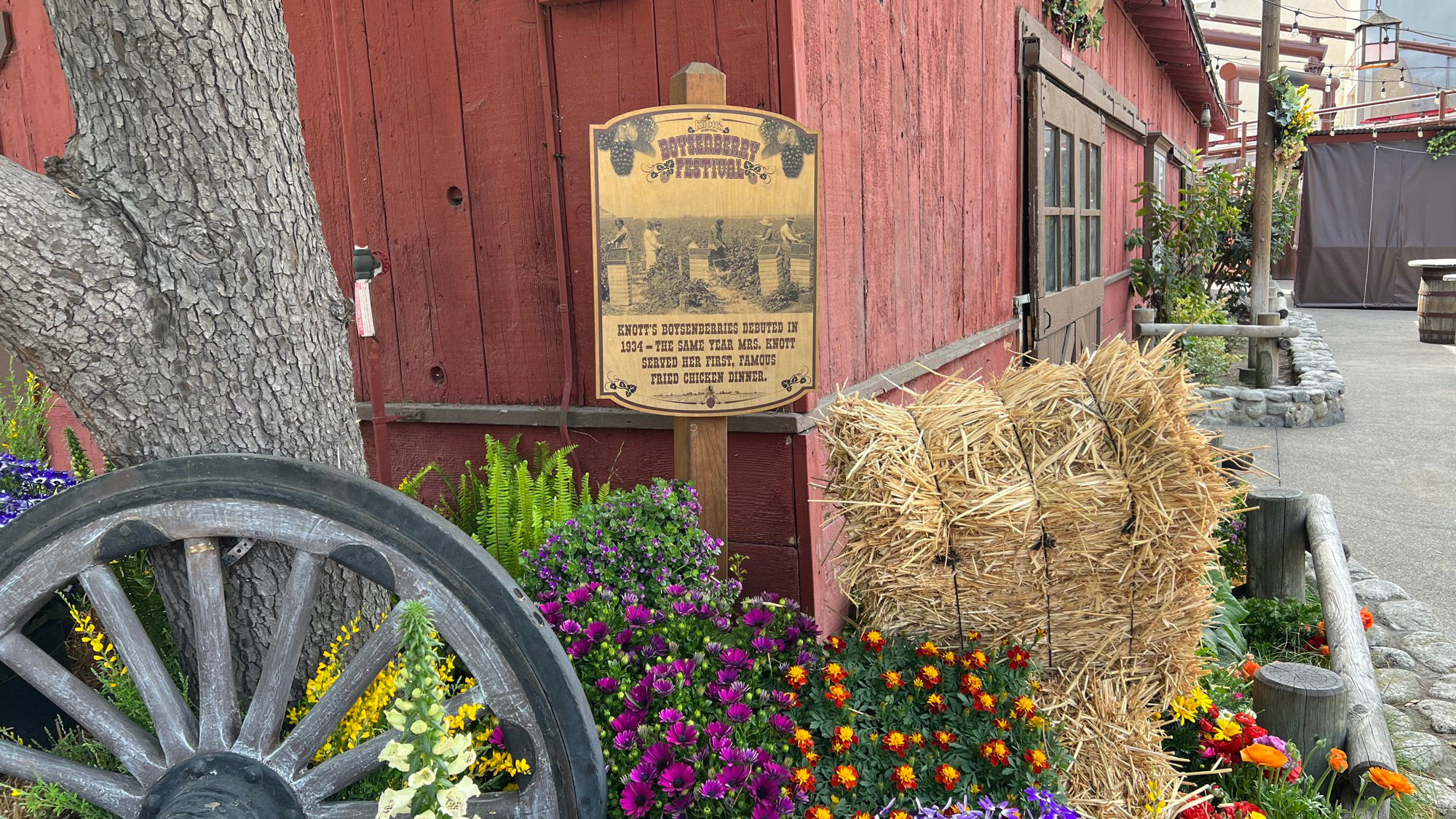 knotts-berry-farm-75-recipes Debuted in 1934 Knott's Berry Farm Debuted in 1934