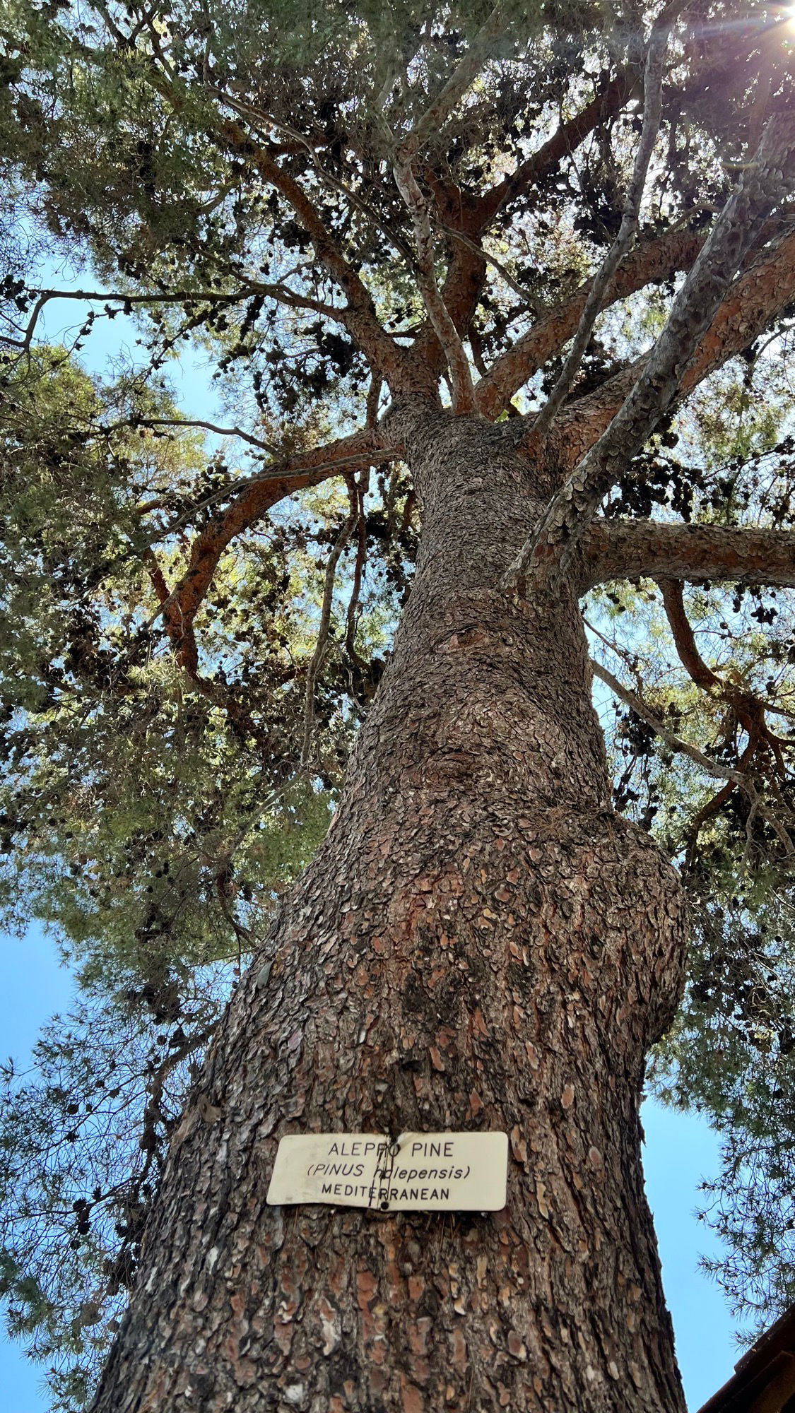 Knott's Berry Farm Aleppo Pine