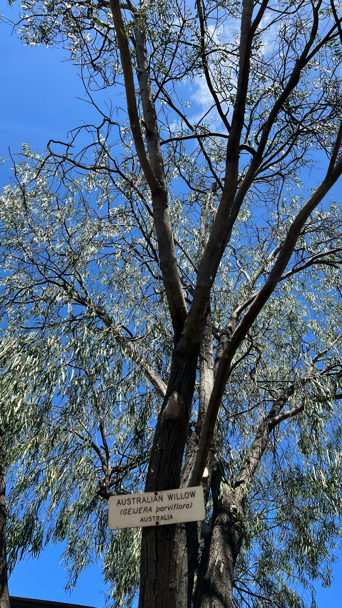 Knott's Berry Farm Australian Willow