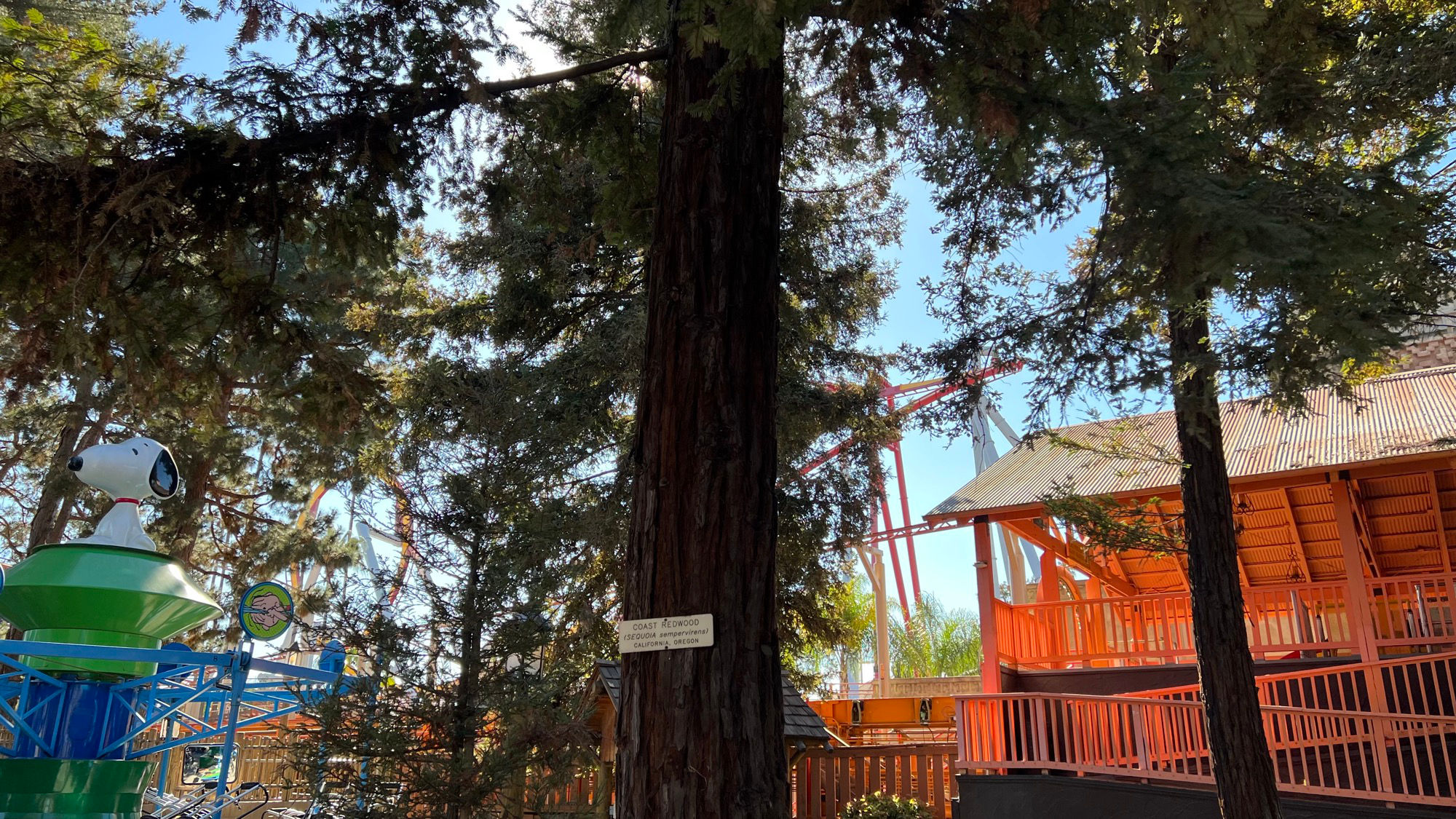 Knott's Berry Farm Coast Redwood