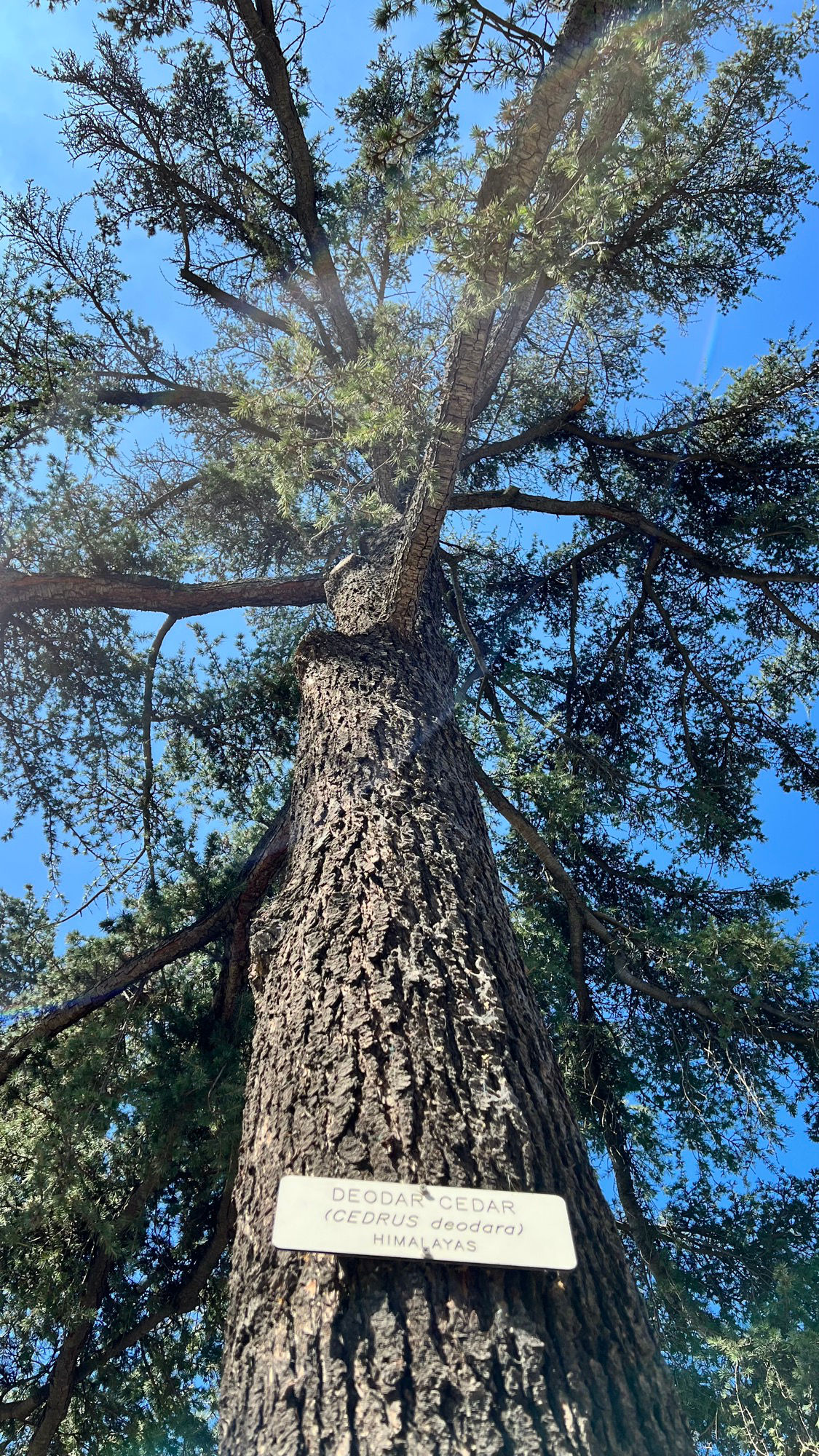 Knott's Berry Farm Deodar Cedar