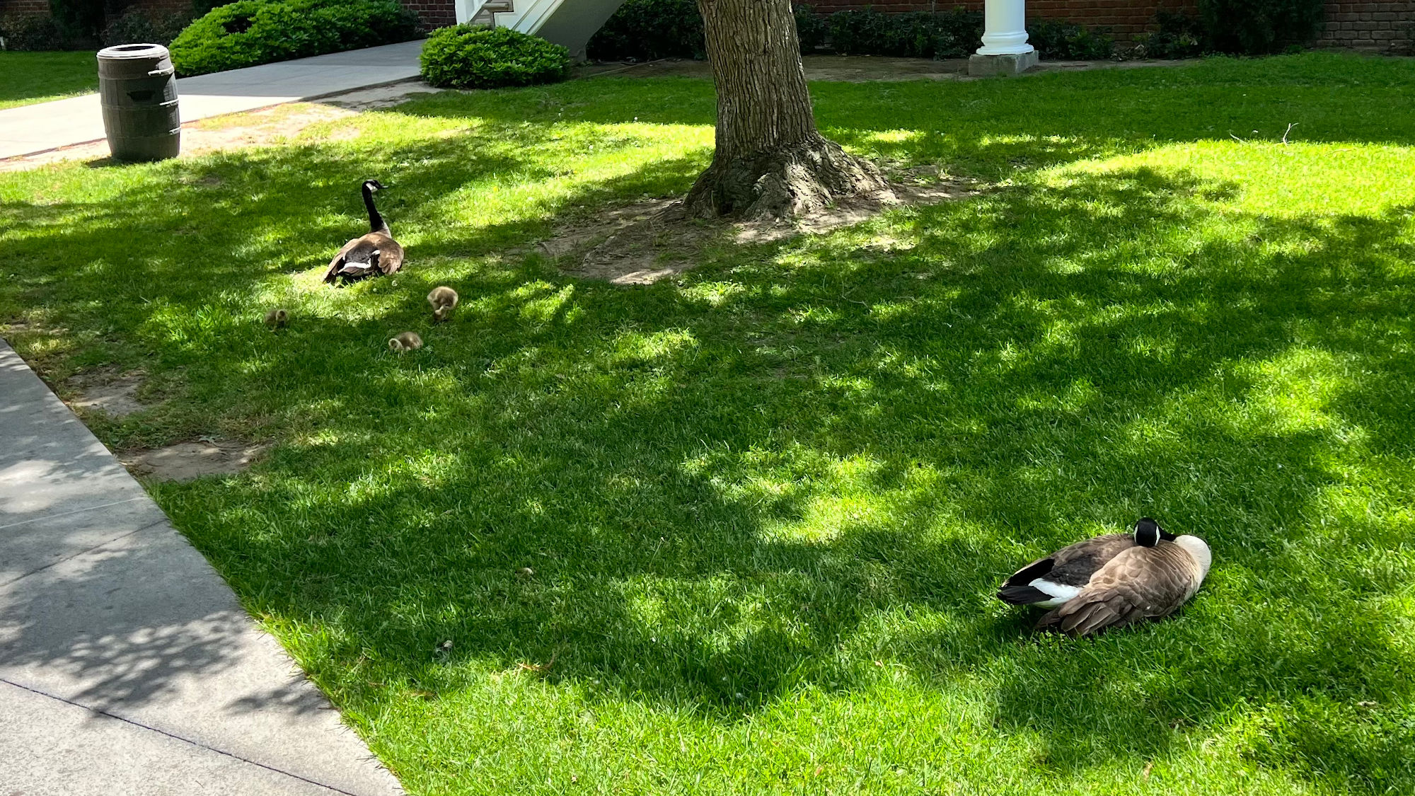 Knott's Berry Farm Ducks