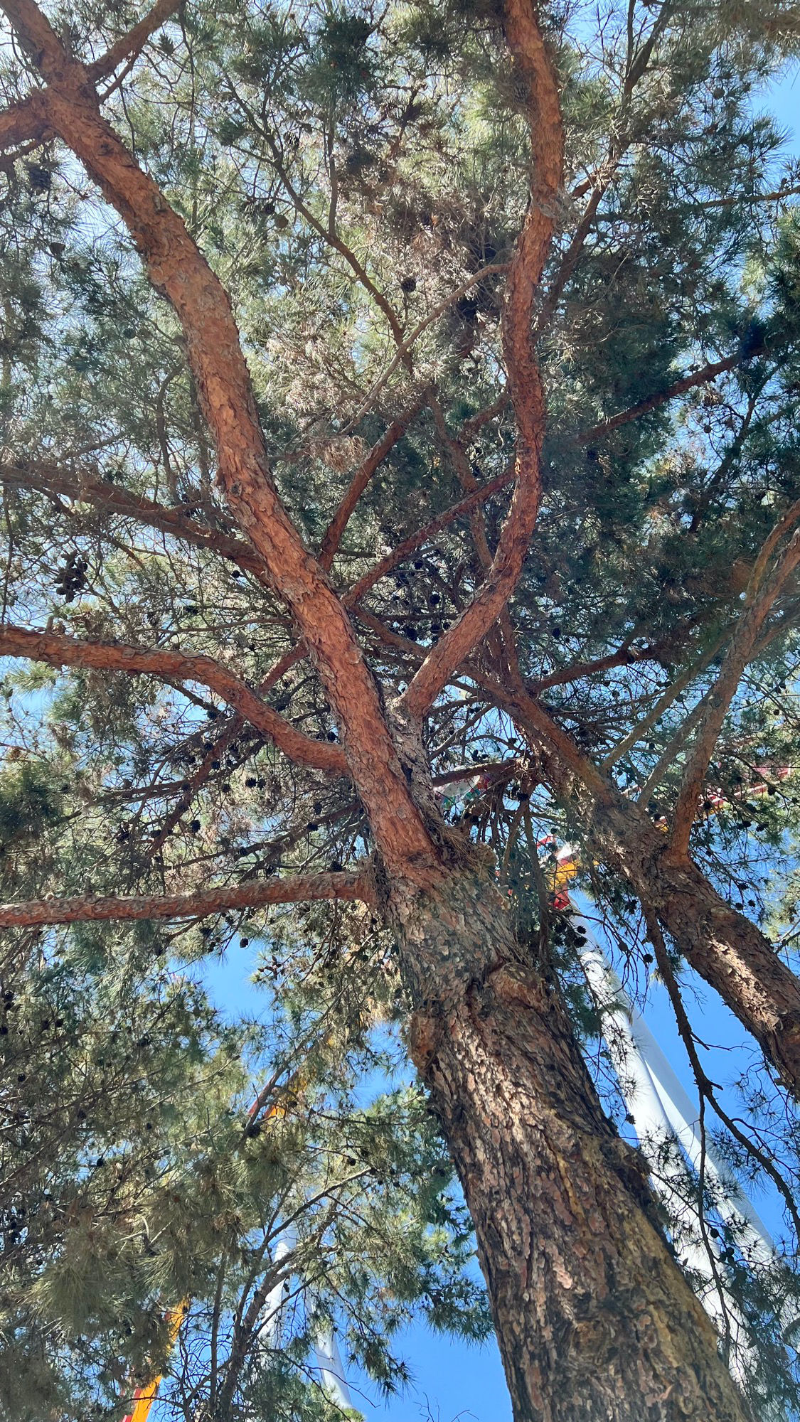 Knott's Berry Farm Eldarica Pine