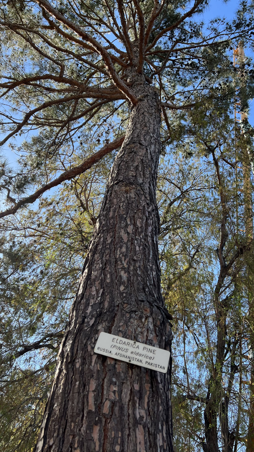 Knott's Berry Farm Eldarica Pine