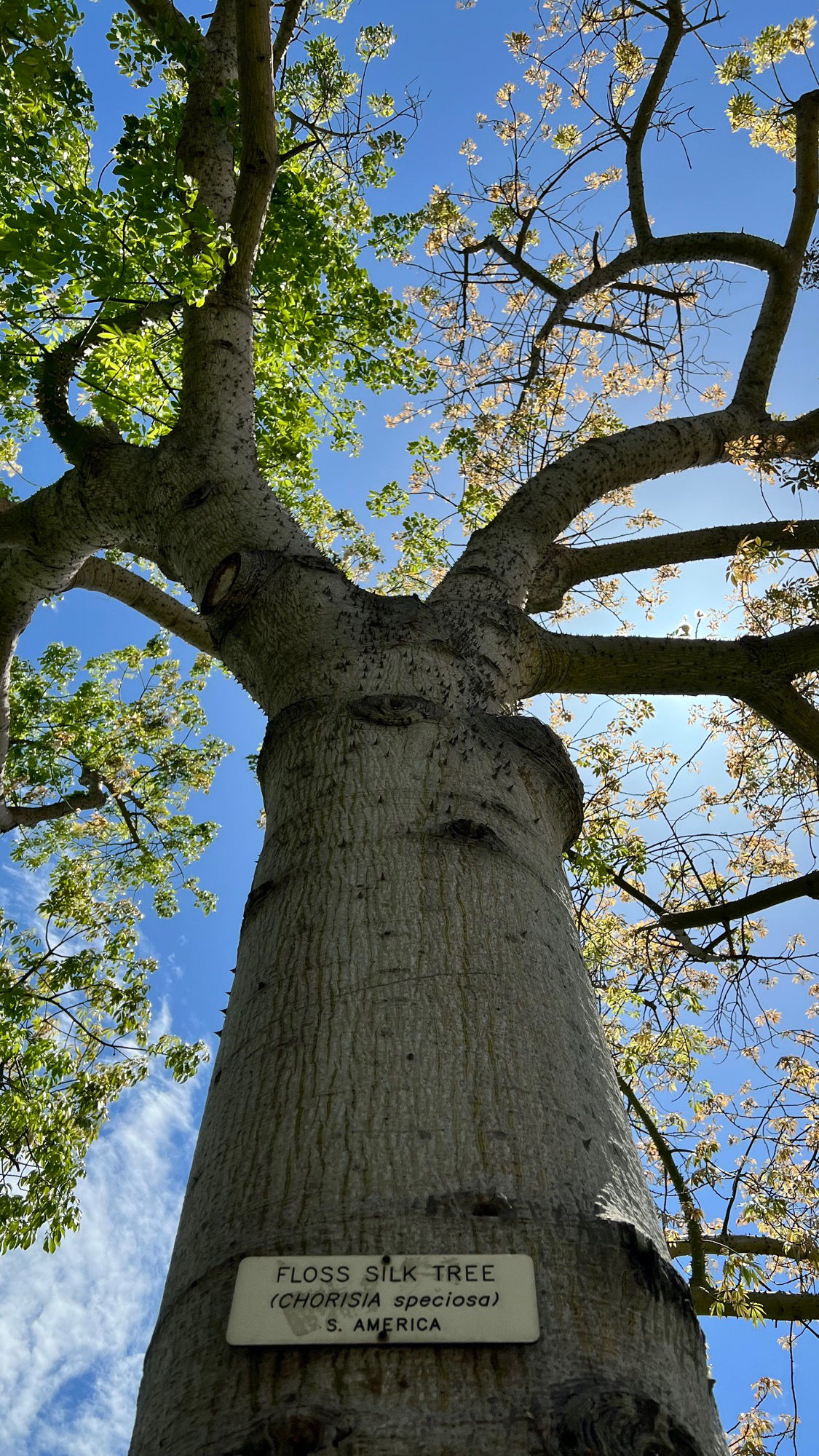 Knott's Berry Farm Floss Silk Tree