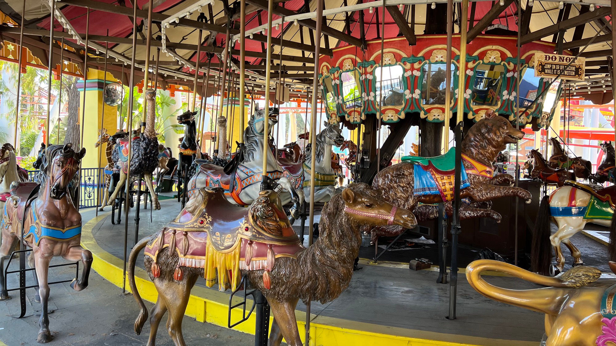 Merry Go Round Camel