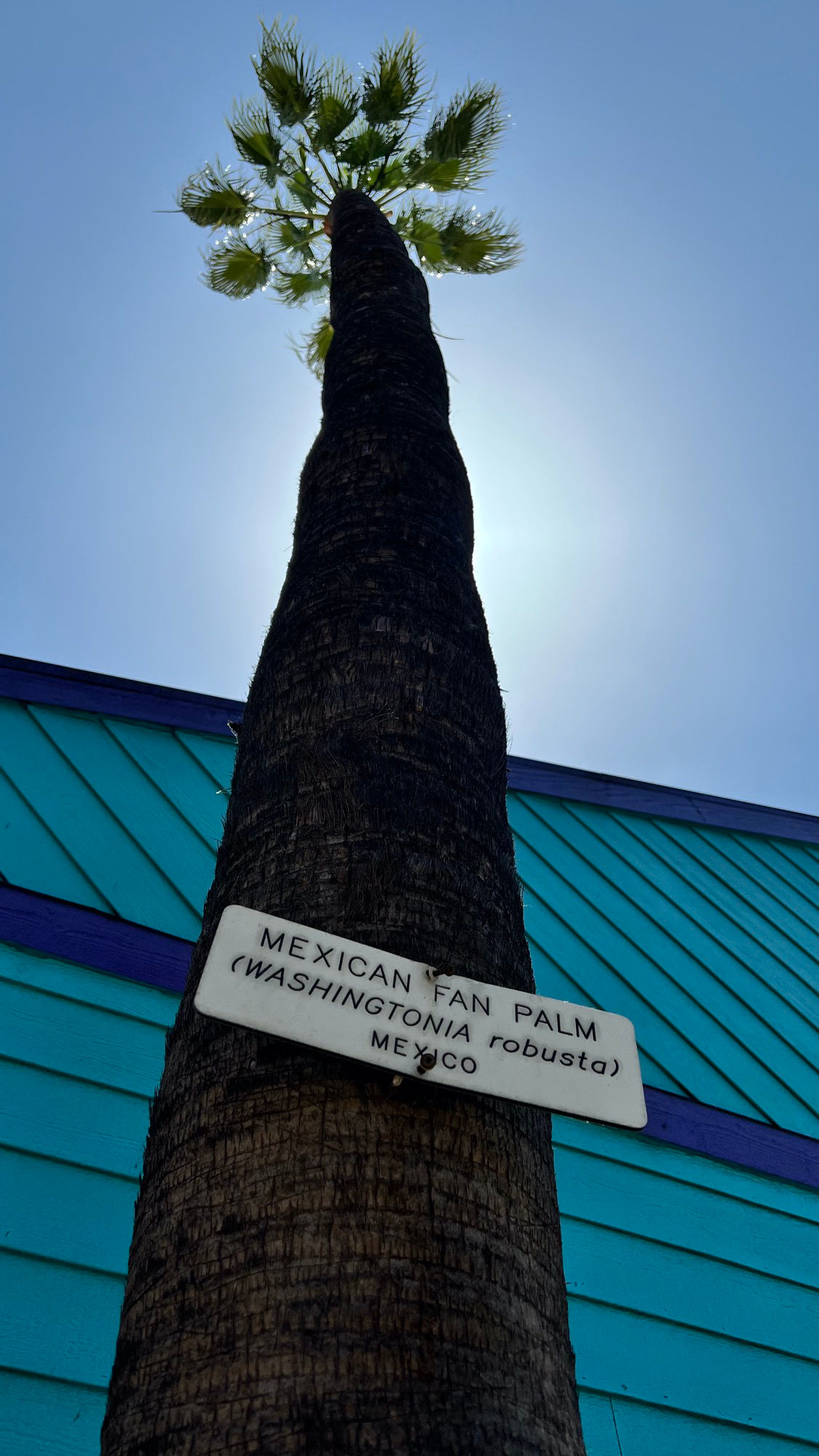Knott's Berry Farm Mexican Fan Palm