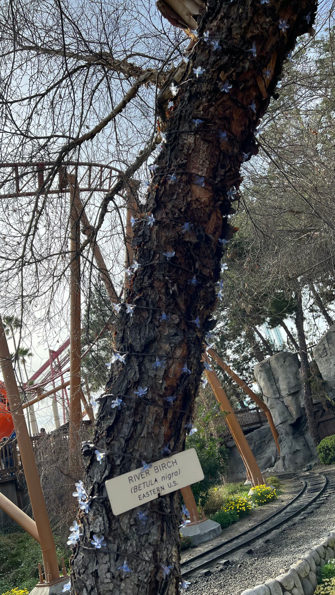 Knott's Berry Farm River Birch