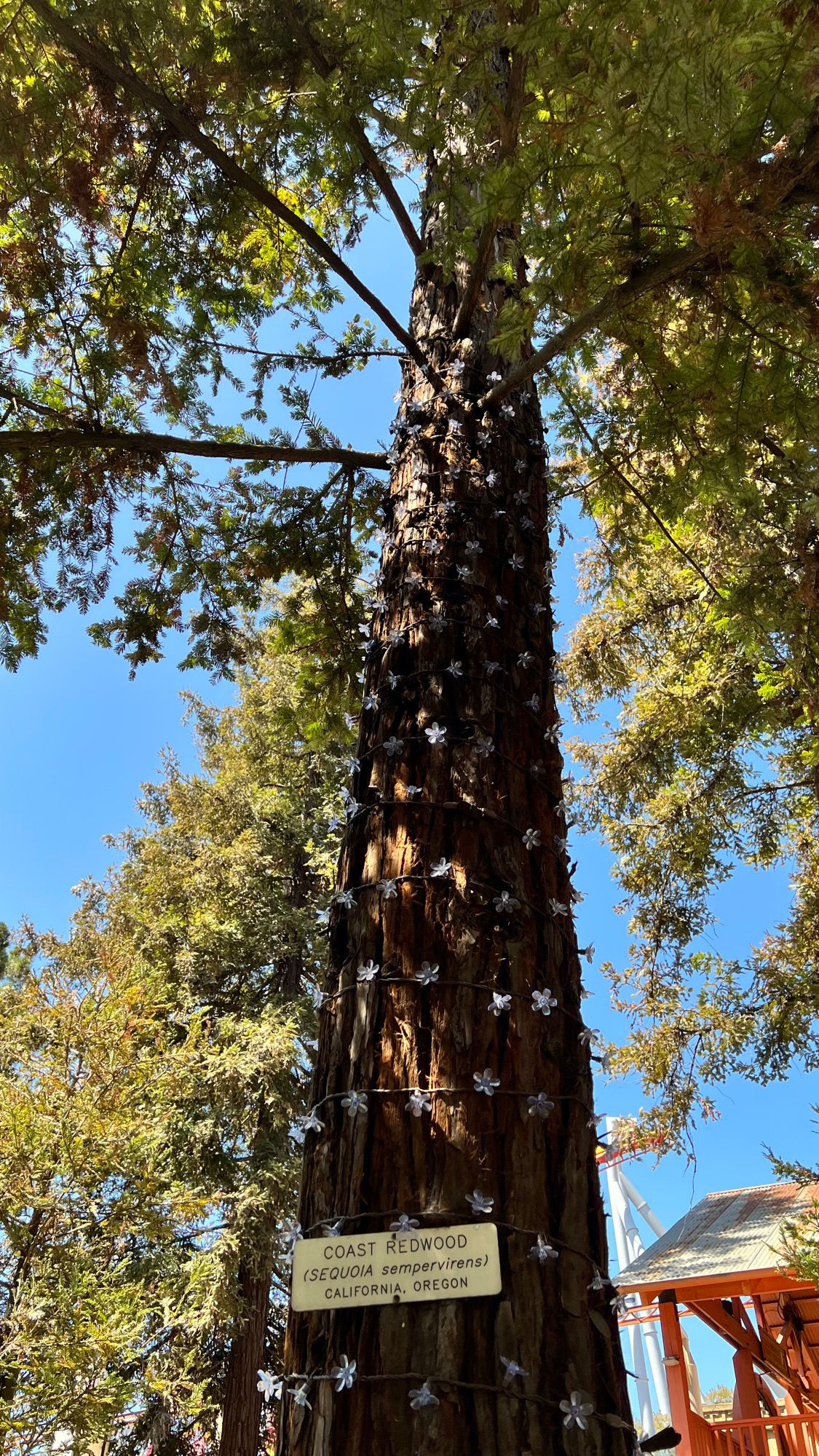 Knott's Berry Farm Coast Redwood