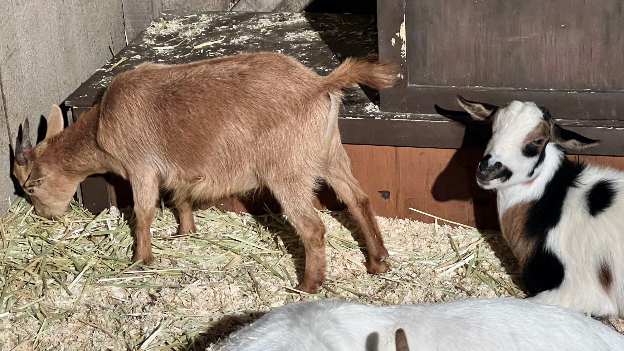Goats Livery Stable Goats