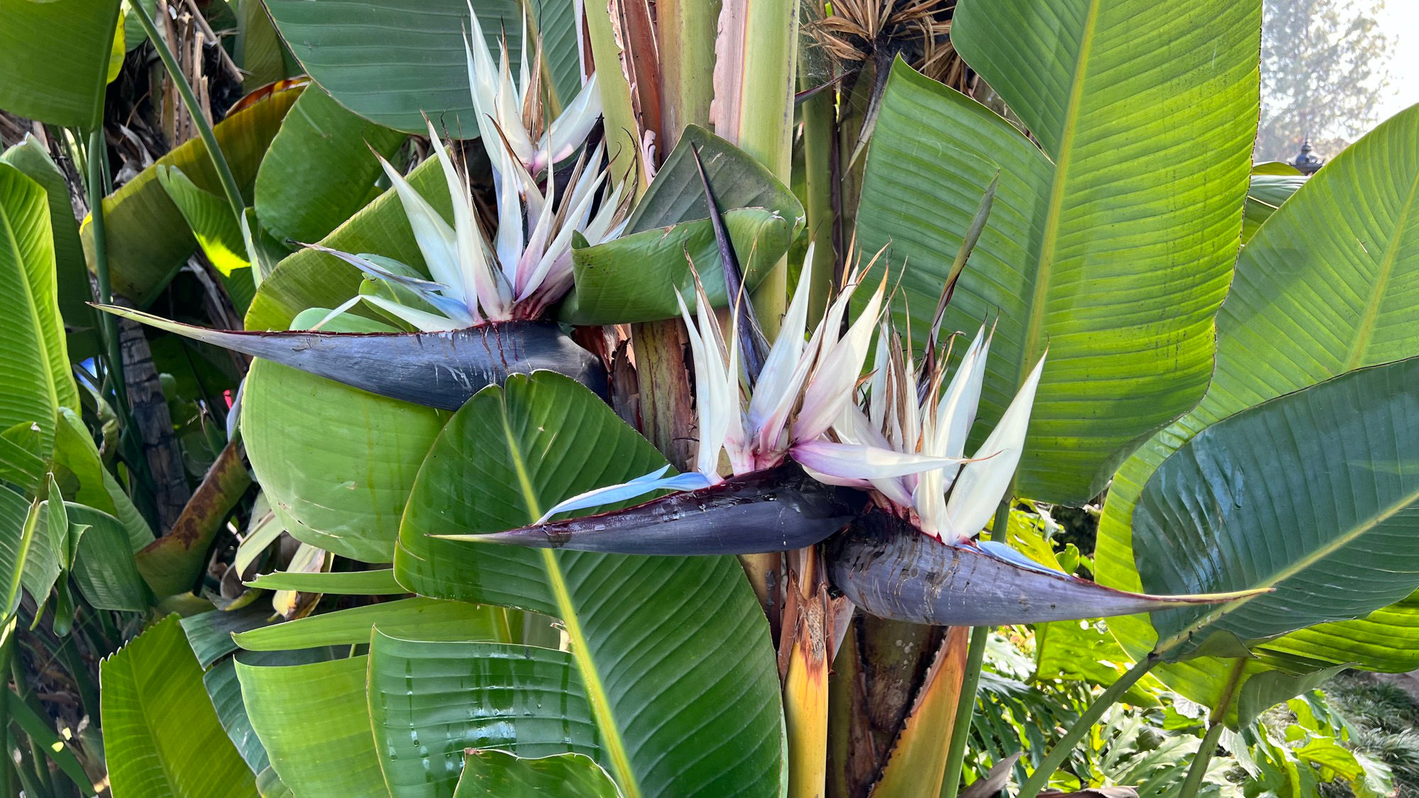 Flowers in front of La Revolucion