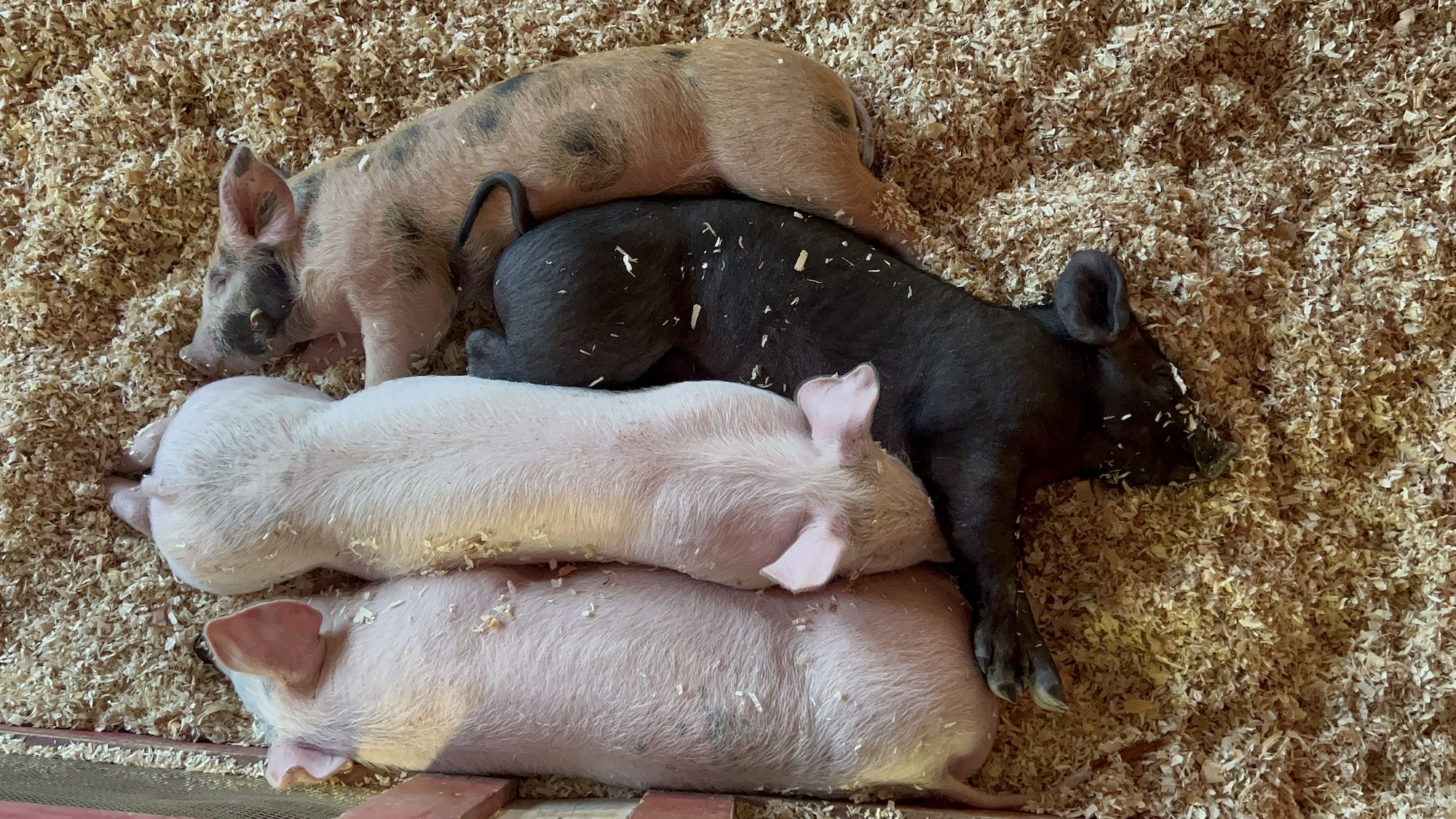 Pigs