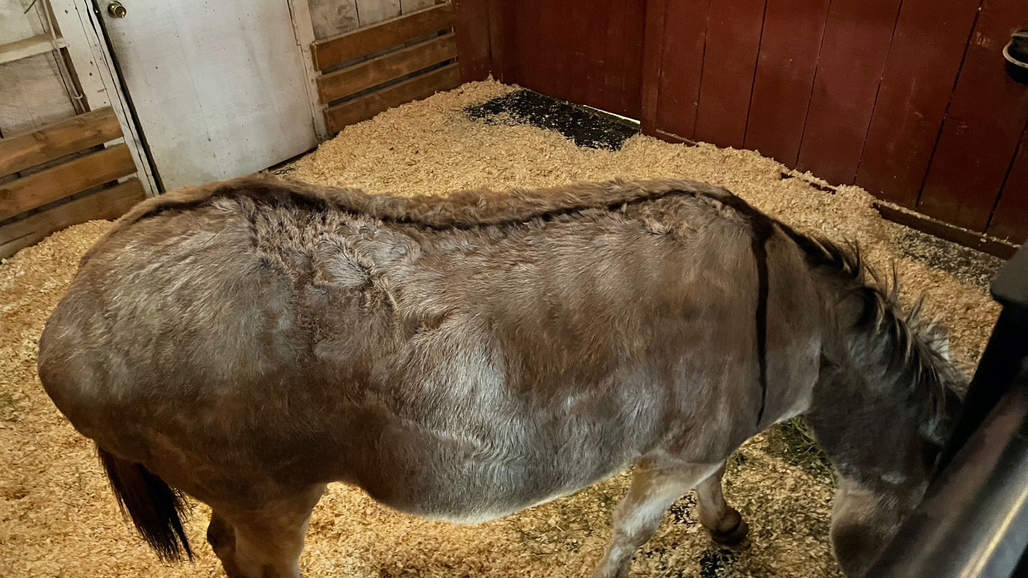 Livery Stable A Donkey