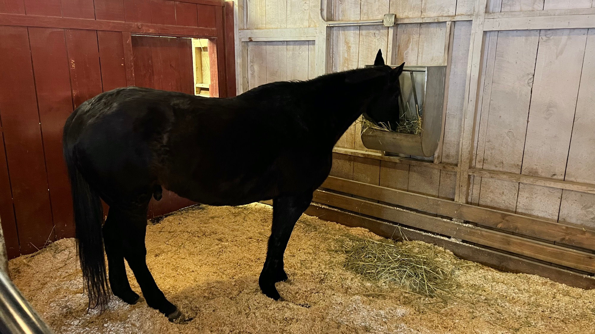 Black Horse
