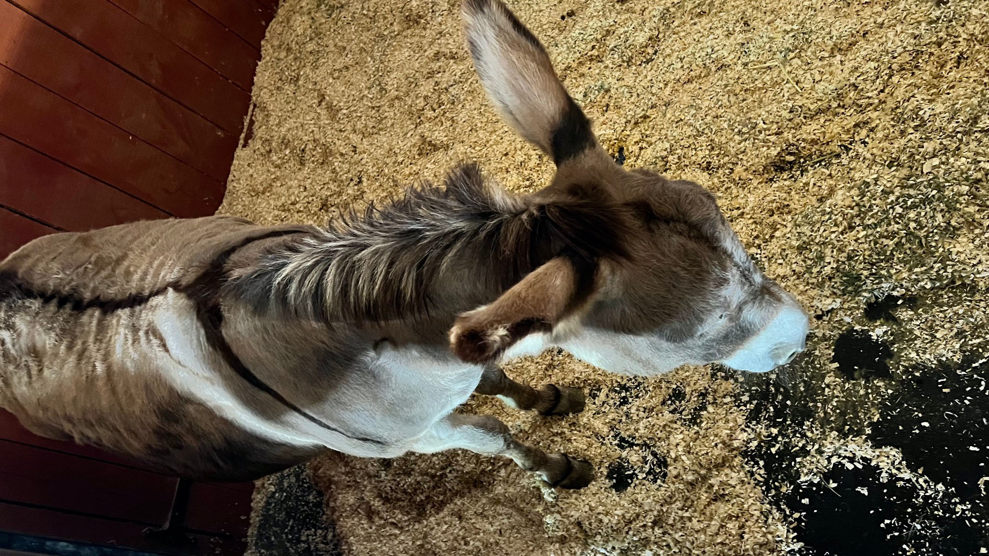 Donkey Livery Stable Donkey