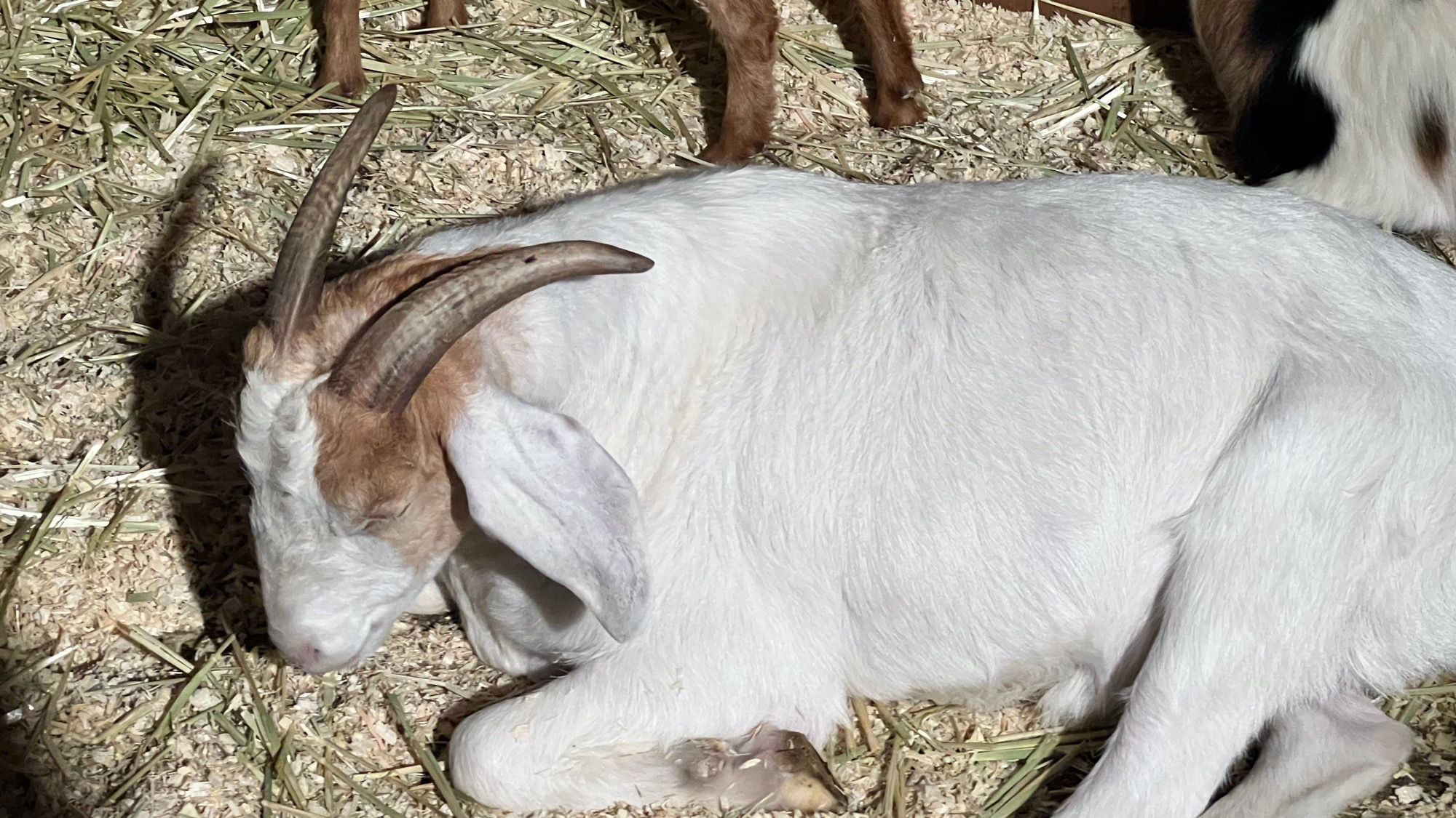 Sleeping Goat Livery Stable Sleeping Goat