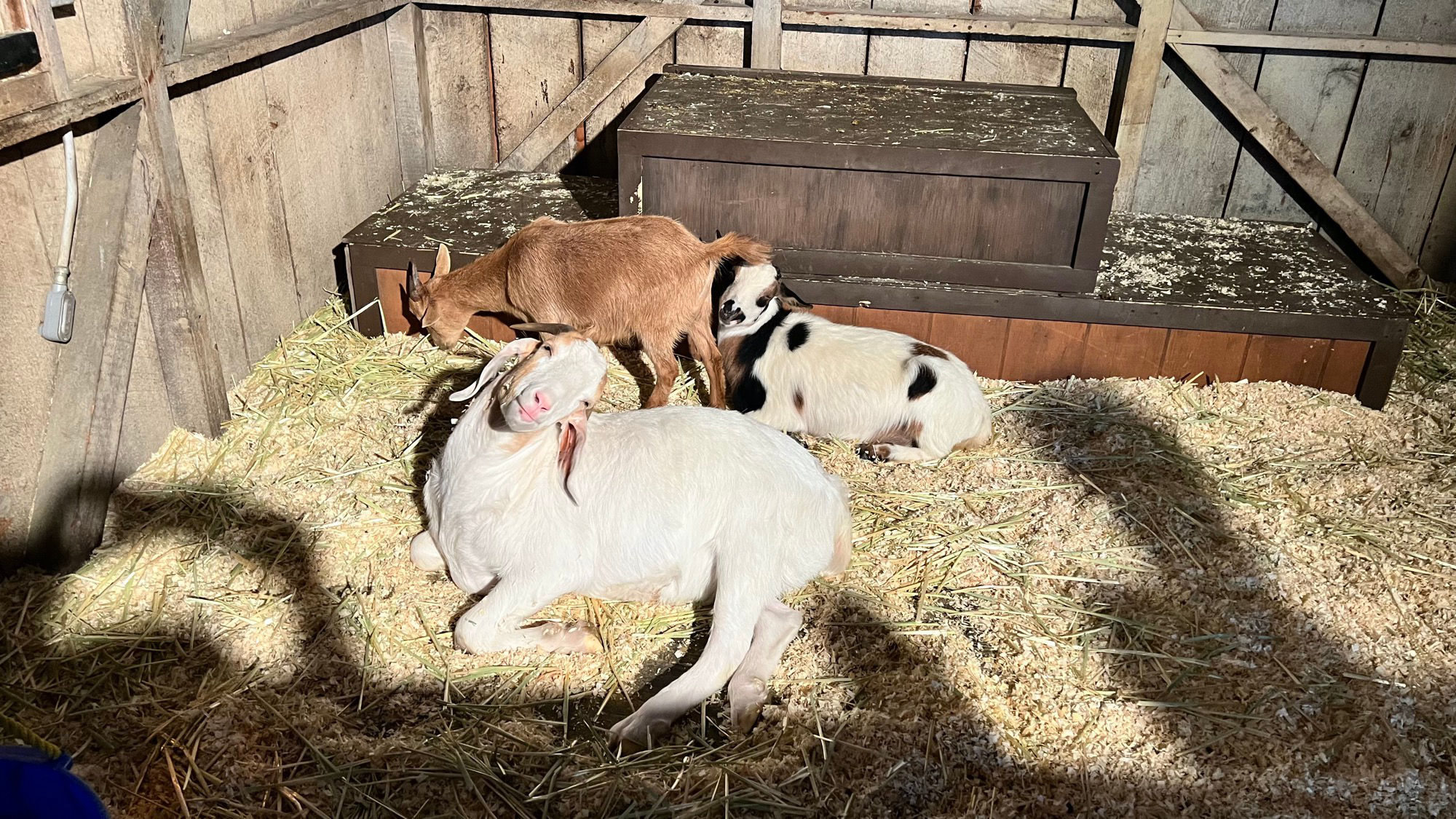 Livery Stable Goats