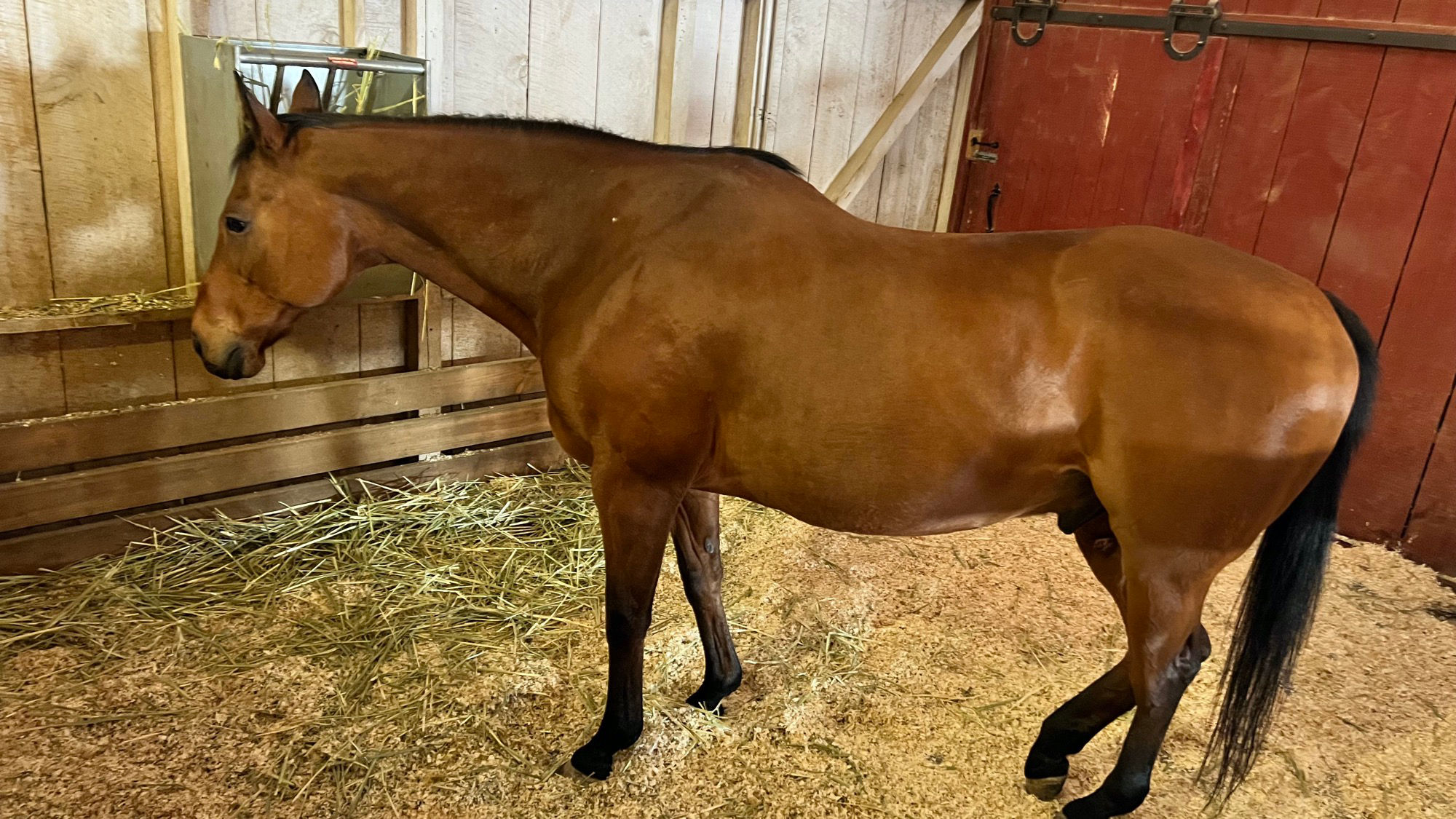 Horse Livery Stable Horse