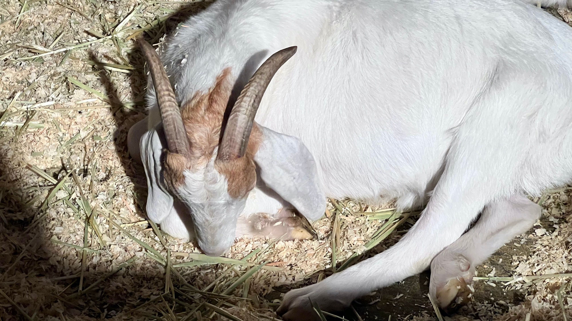 Sleeping Goat Livery Stable Sleeping Goat