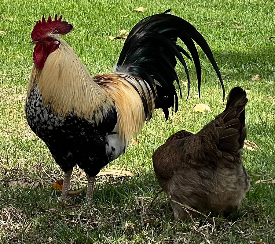 Marketplace Chickens