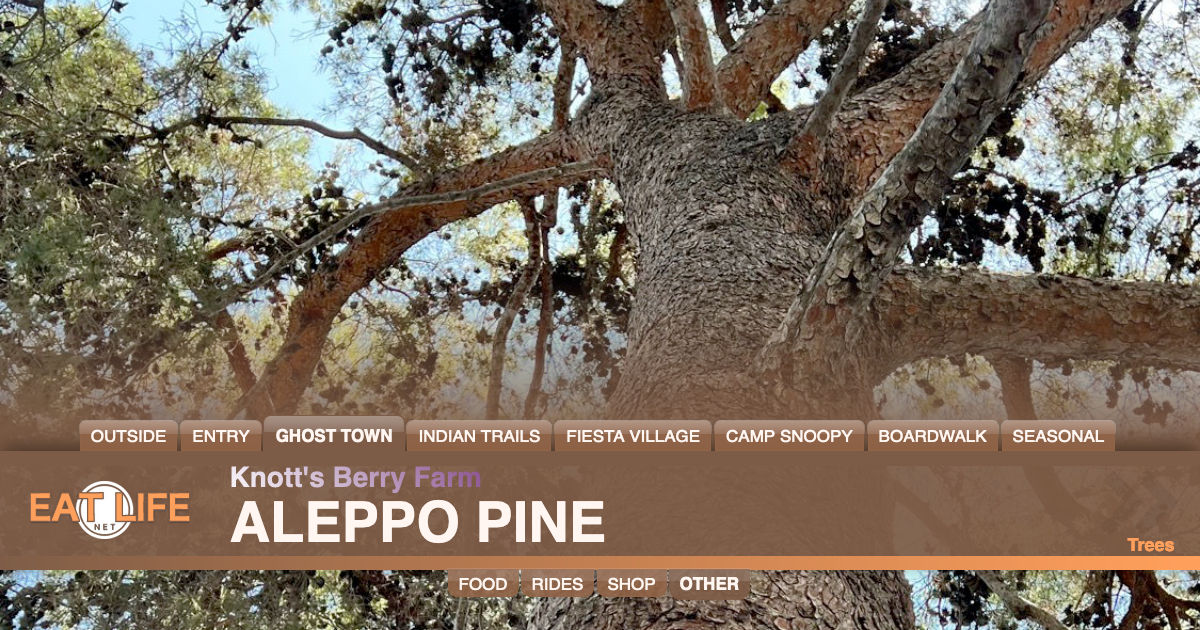 Aleppo Pine