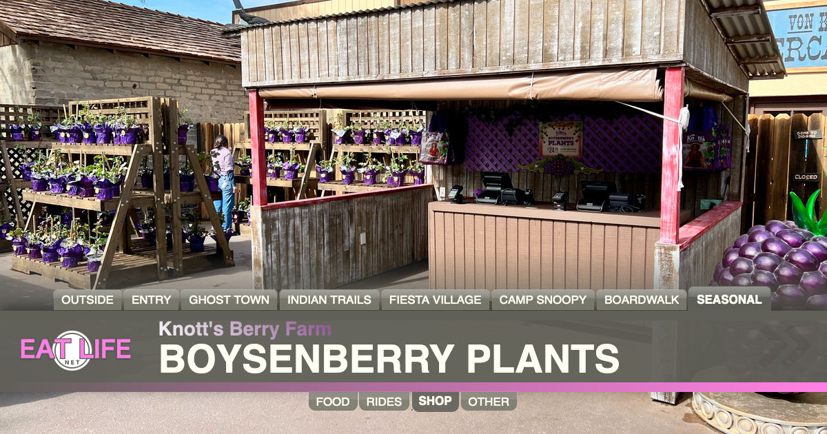 Boysenberry Plants