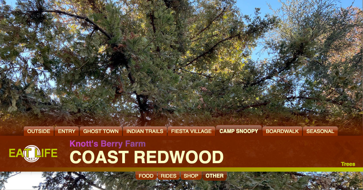 Coast Redwood