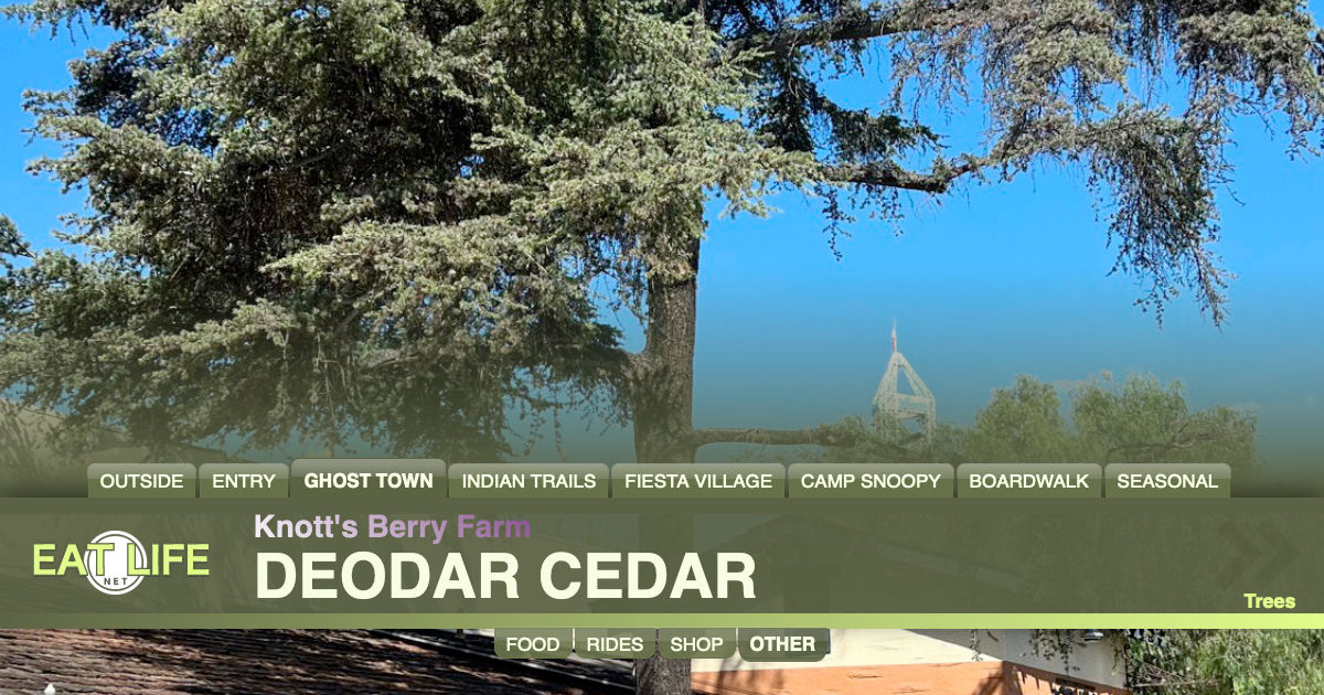 Deodar Cedar