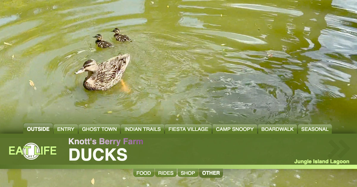 Ducks