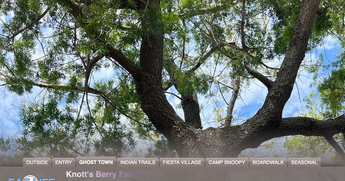 Fern Pine