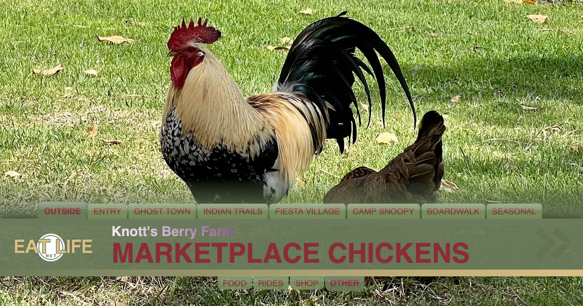 Marketplace Chickens