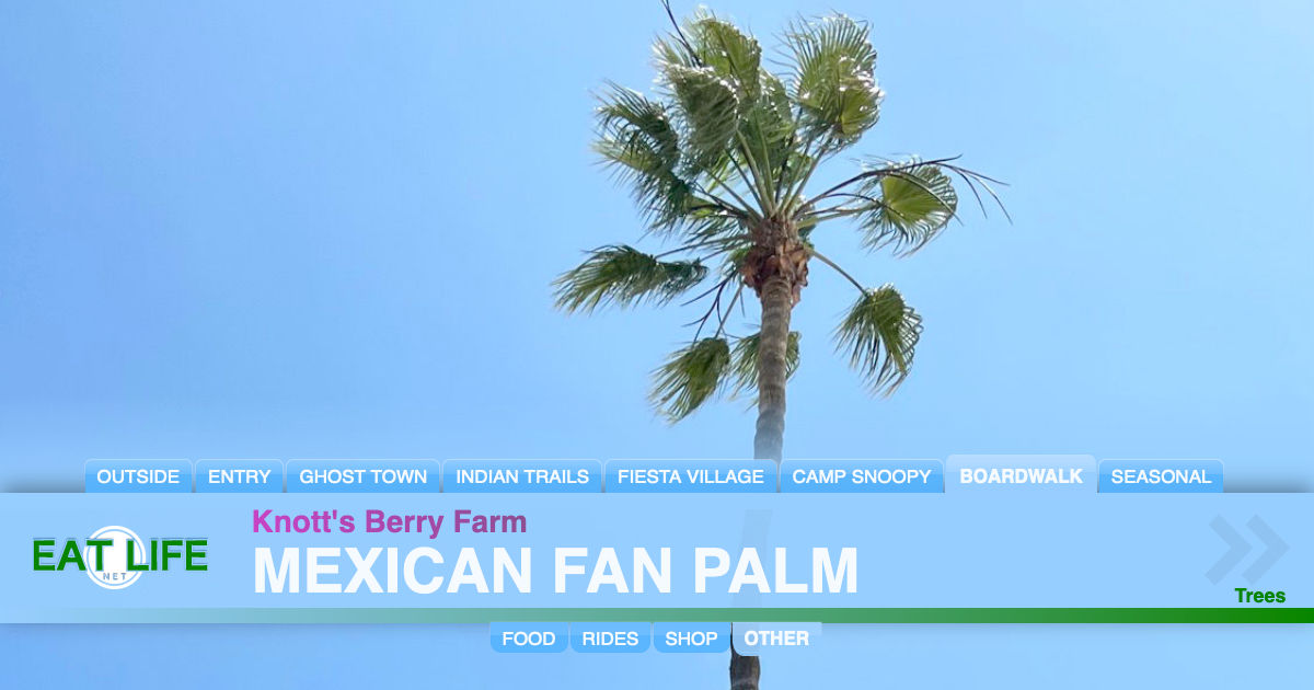 Mexican Fan Palm