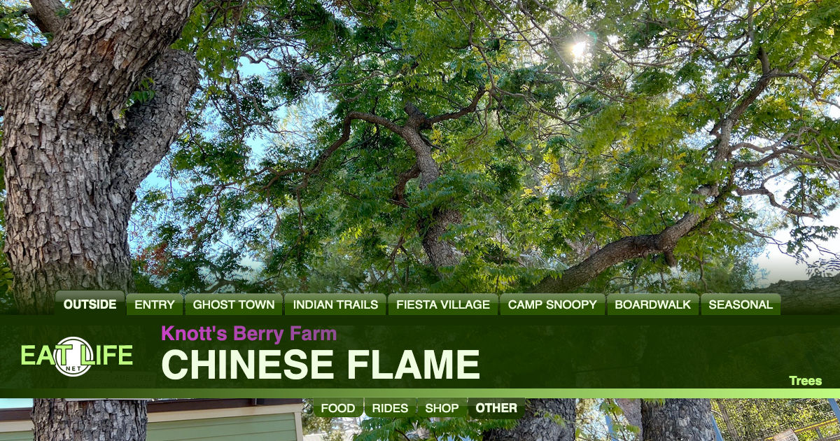 Chinese Flame