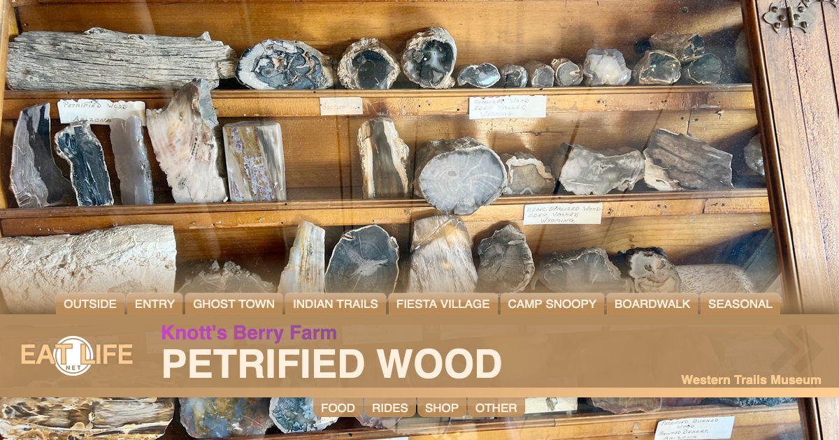 Petrified Wood