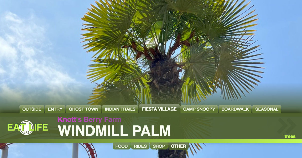 Windmill Palm