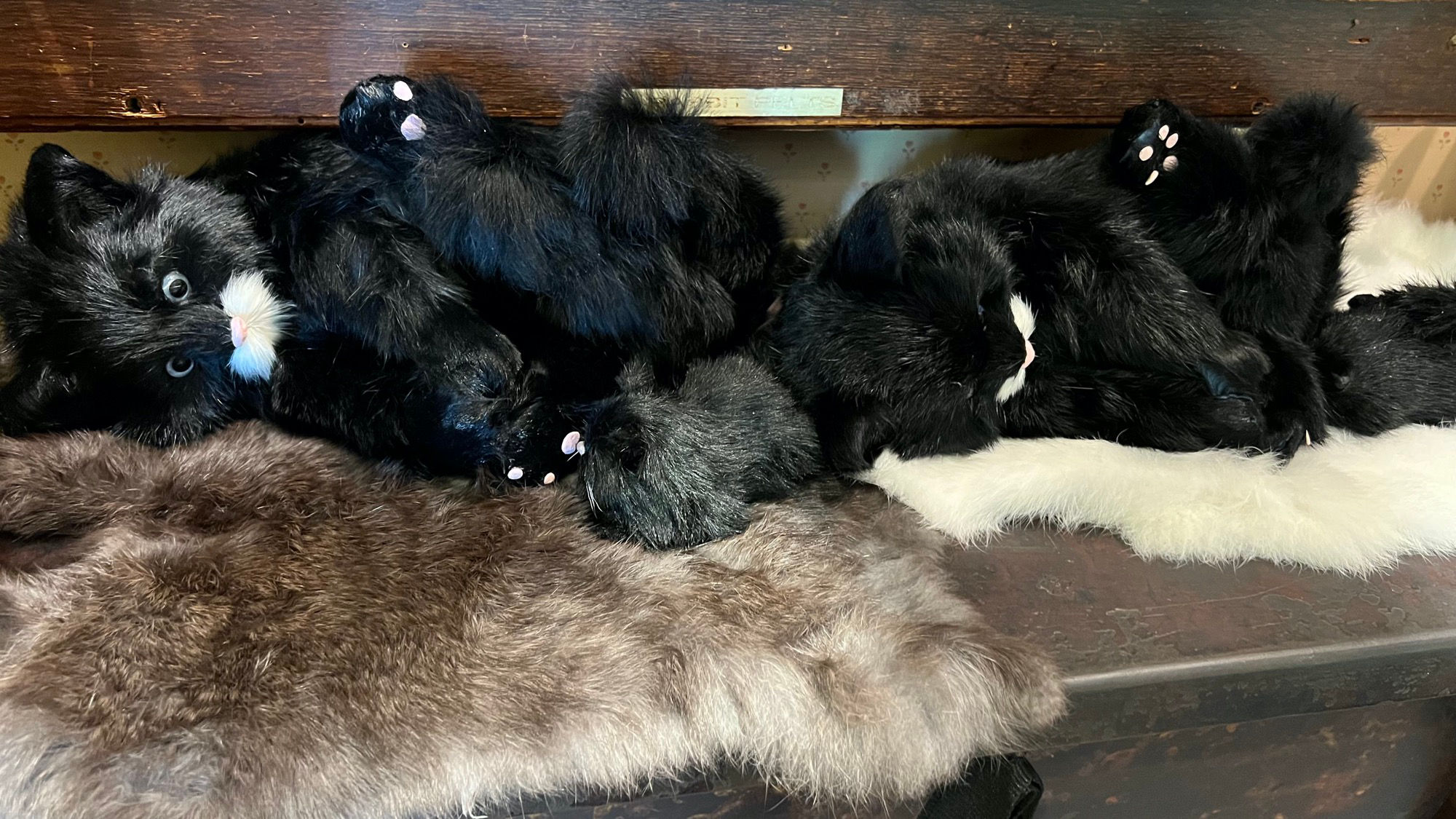 Cats Overland Gunshop Cats