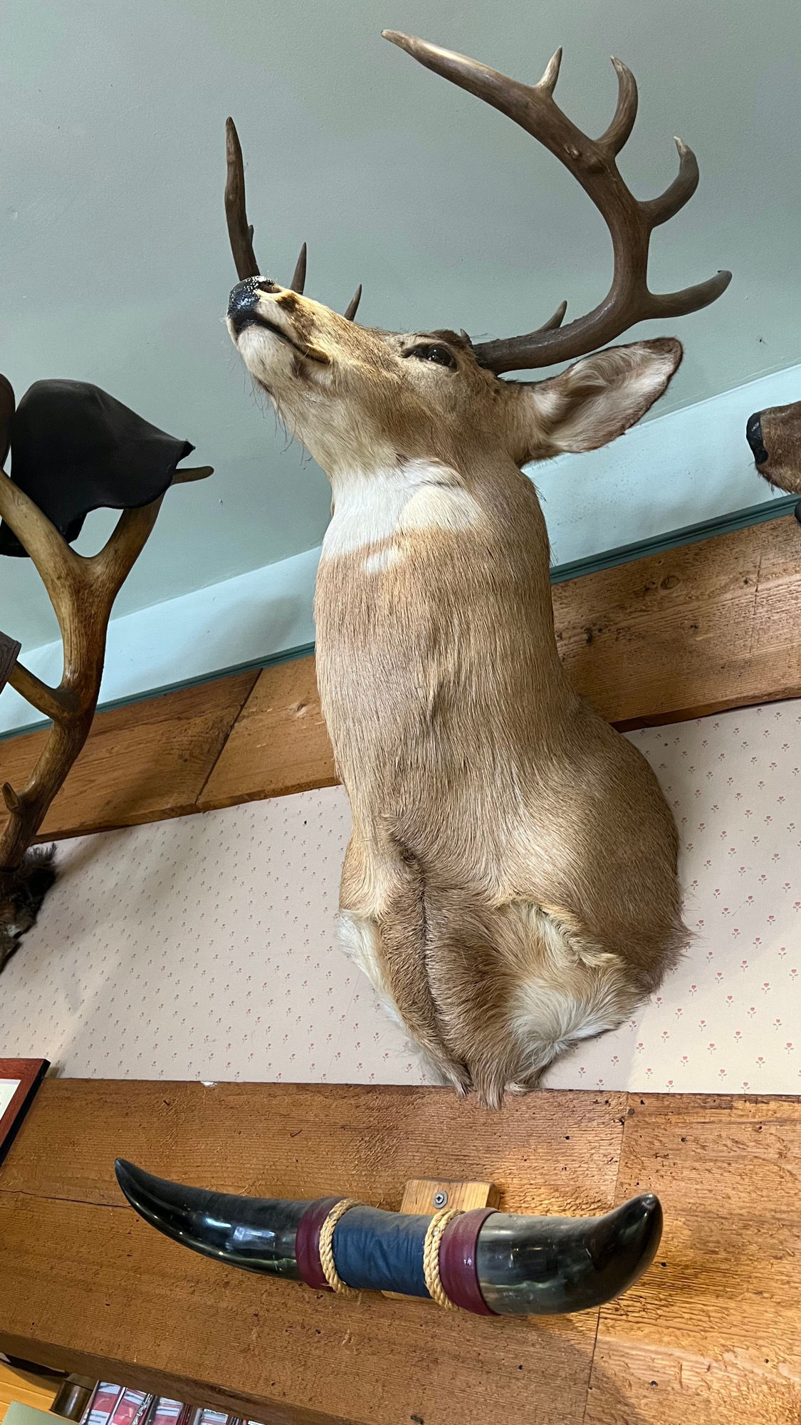 Mounted Deer Head Overland Gunshop Mounted Deer Head