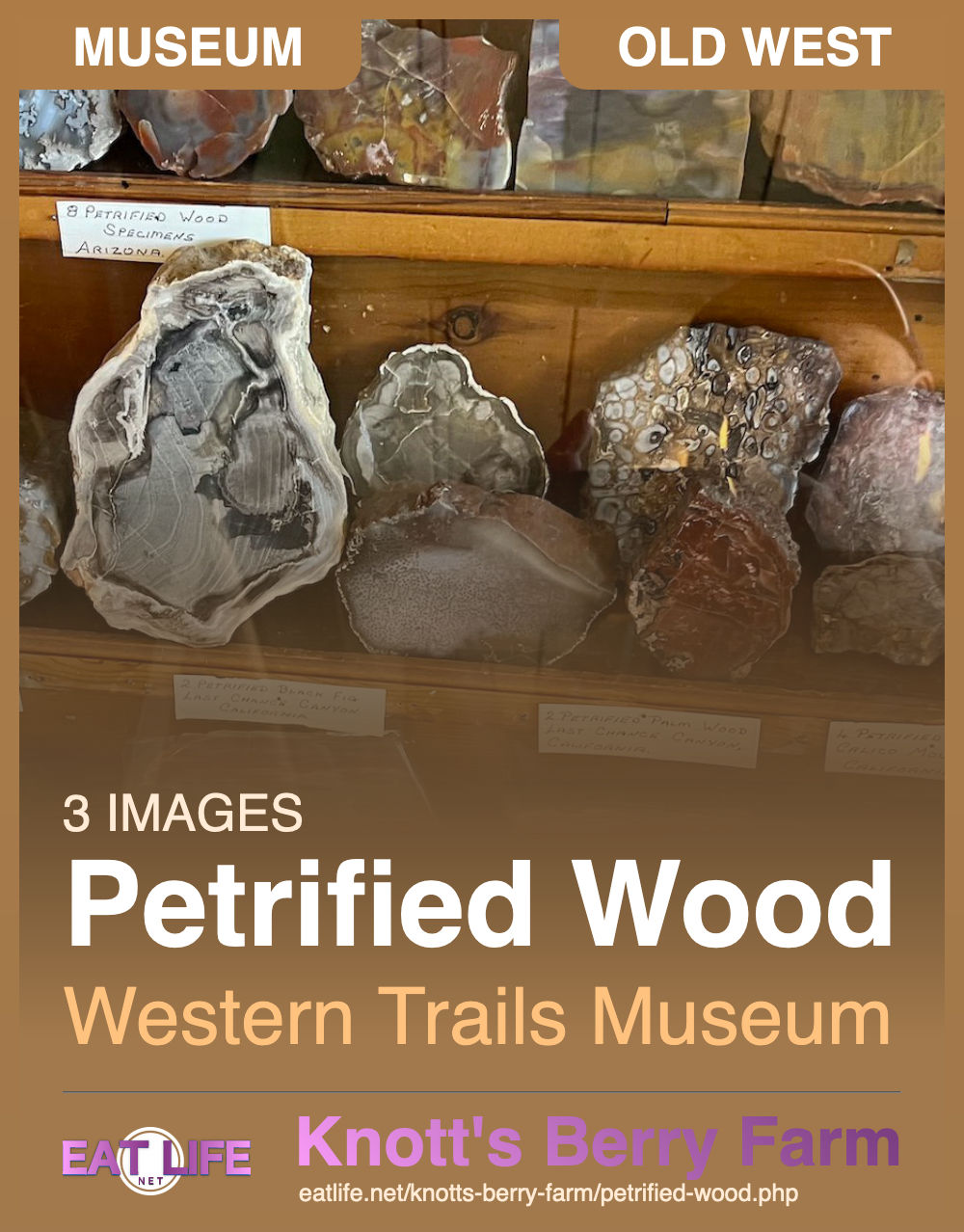 Petrified Wood