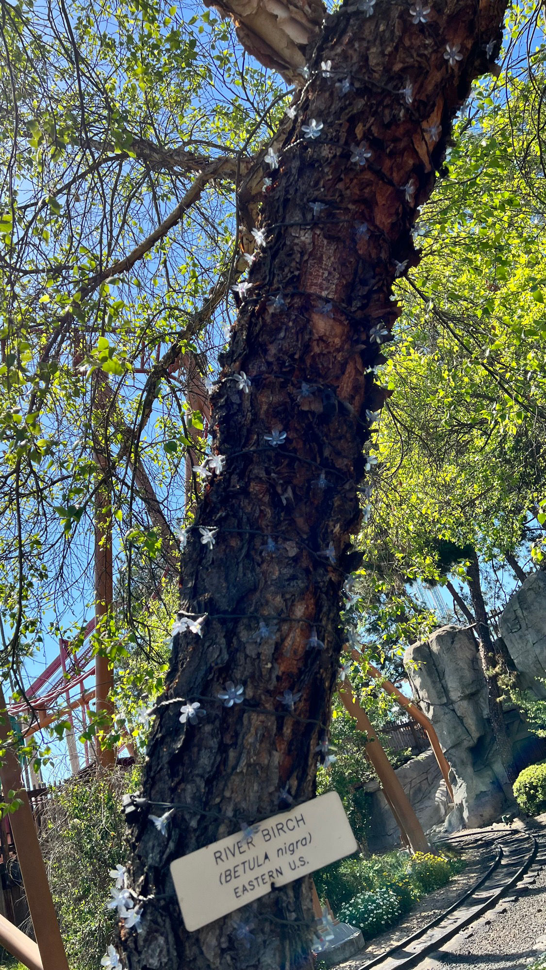 Knott's Berry Farm River Birch Blue Sky