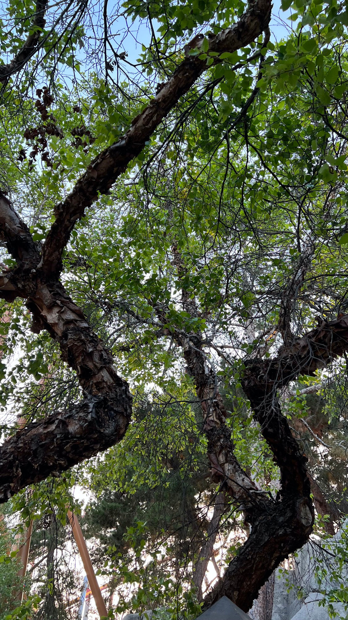 Knott's Berry Farm River Birch Branches