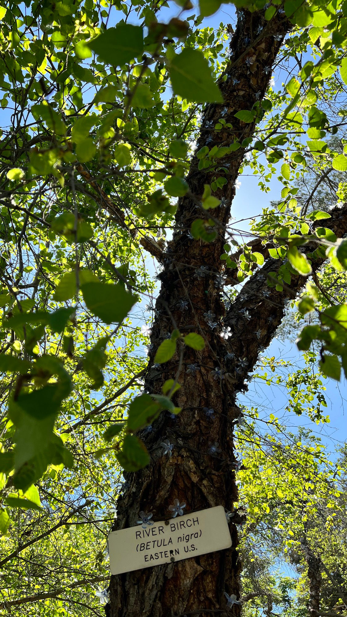 Knott's Berry Farm River Birch with Green Leaves