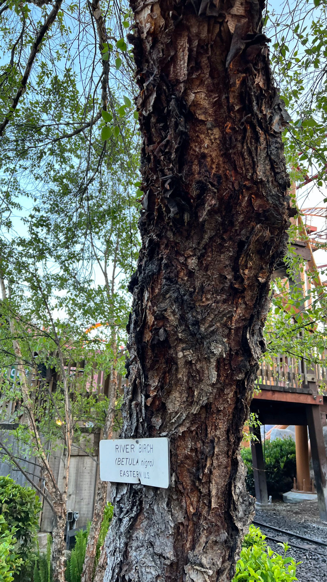 Knott's Berry Farm River Birch Trunk