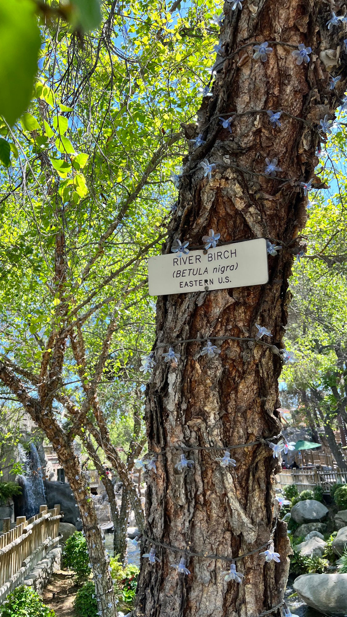 Knott's Berry Farm River Birch Trunk
