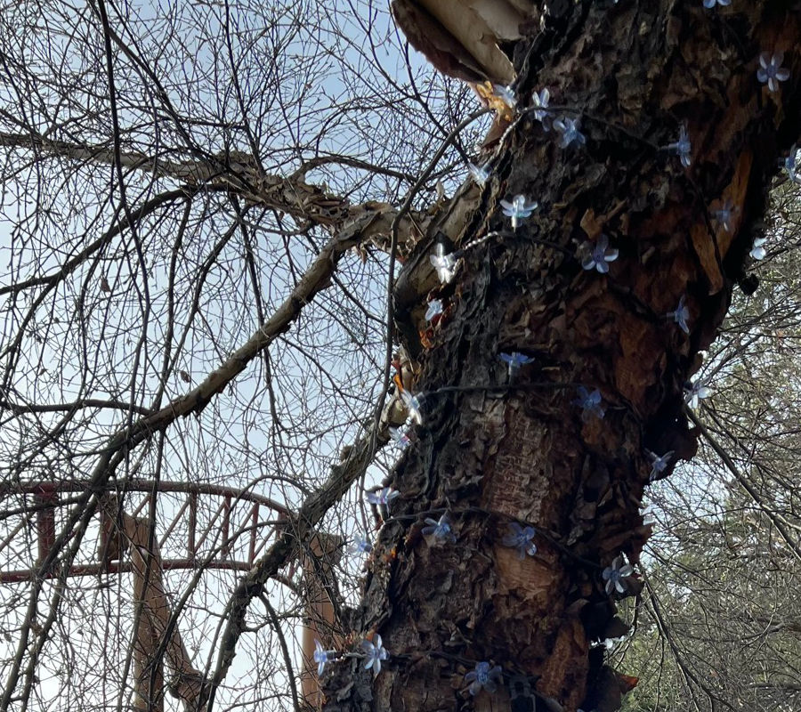River Birch