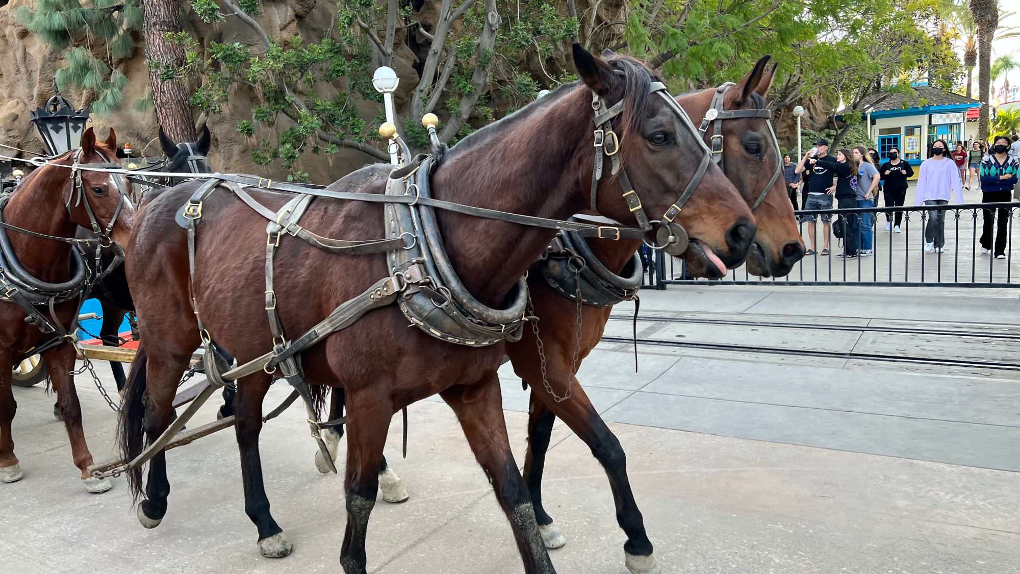 Stagecoach Supreme Scream