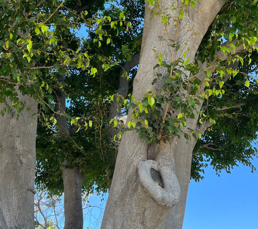 Weeping Chinese Banyan