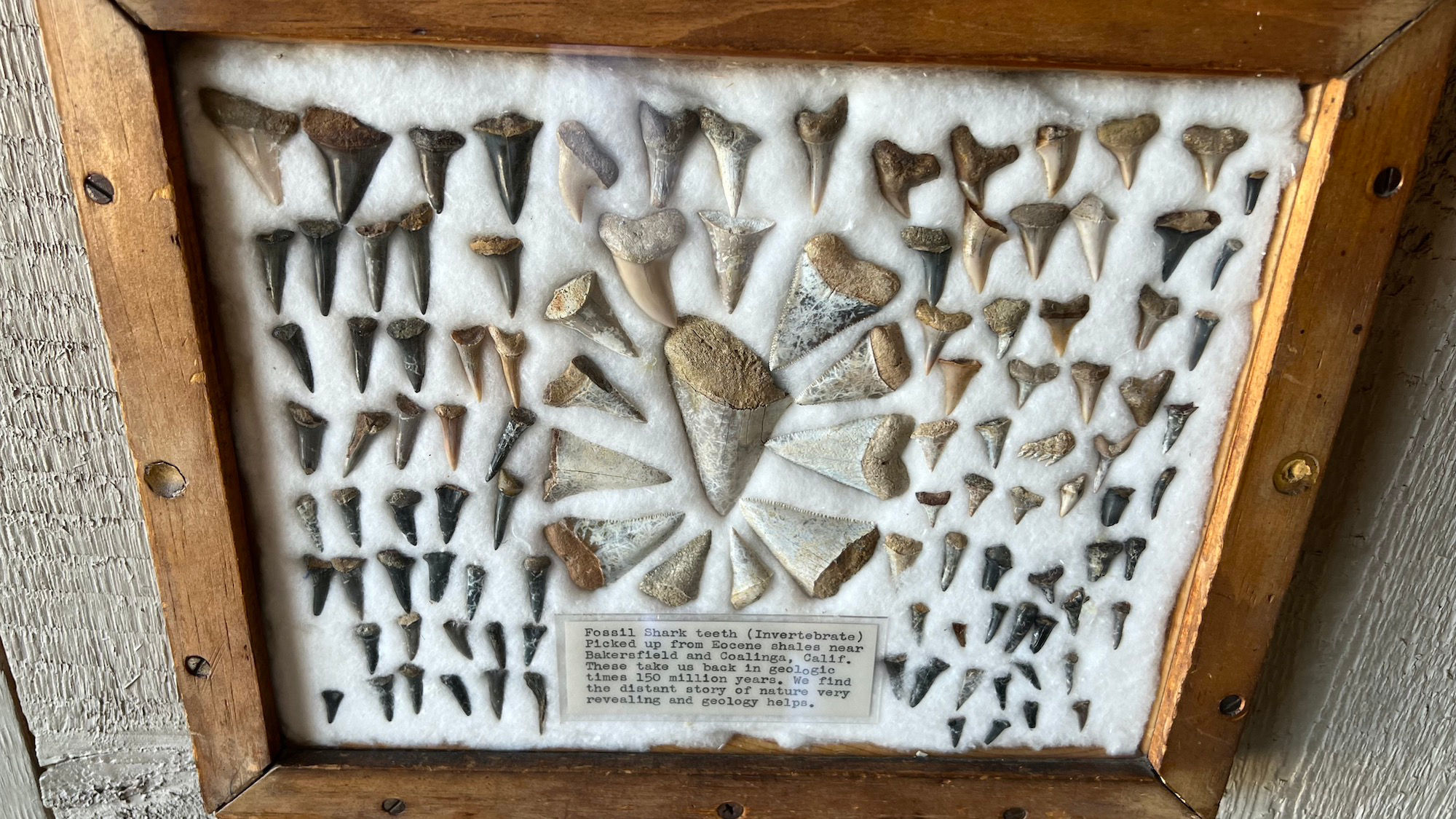 Fossil Shark Teeth