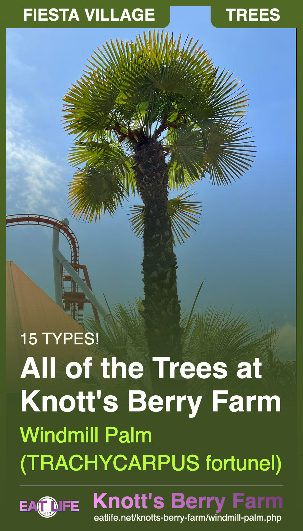 Windmill Palm
