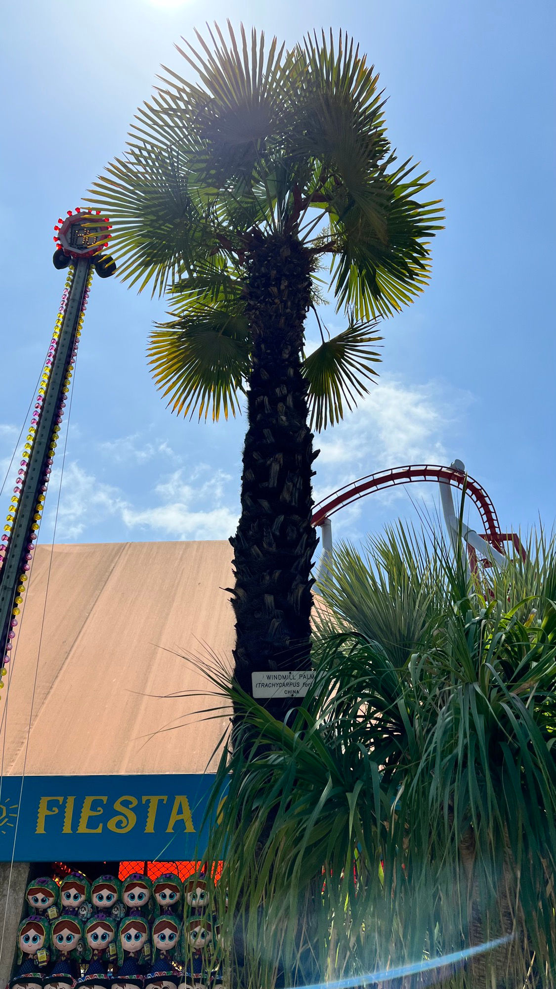 Windmill Palm Sunshine Windmill Palm Sunshine